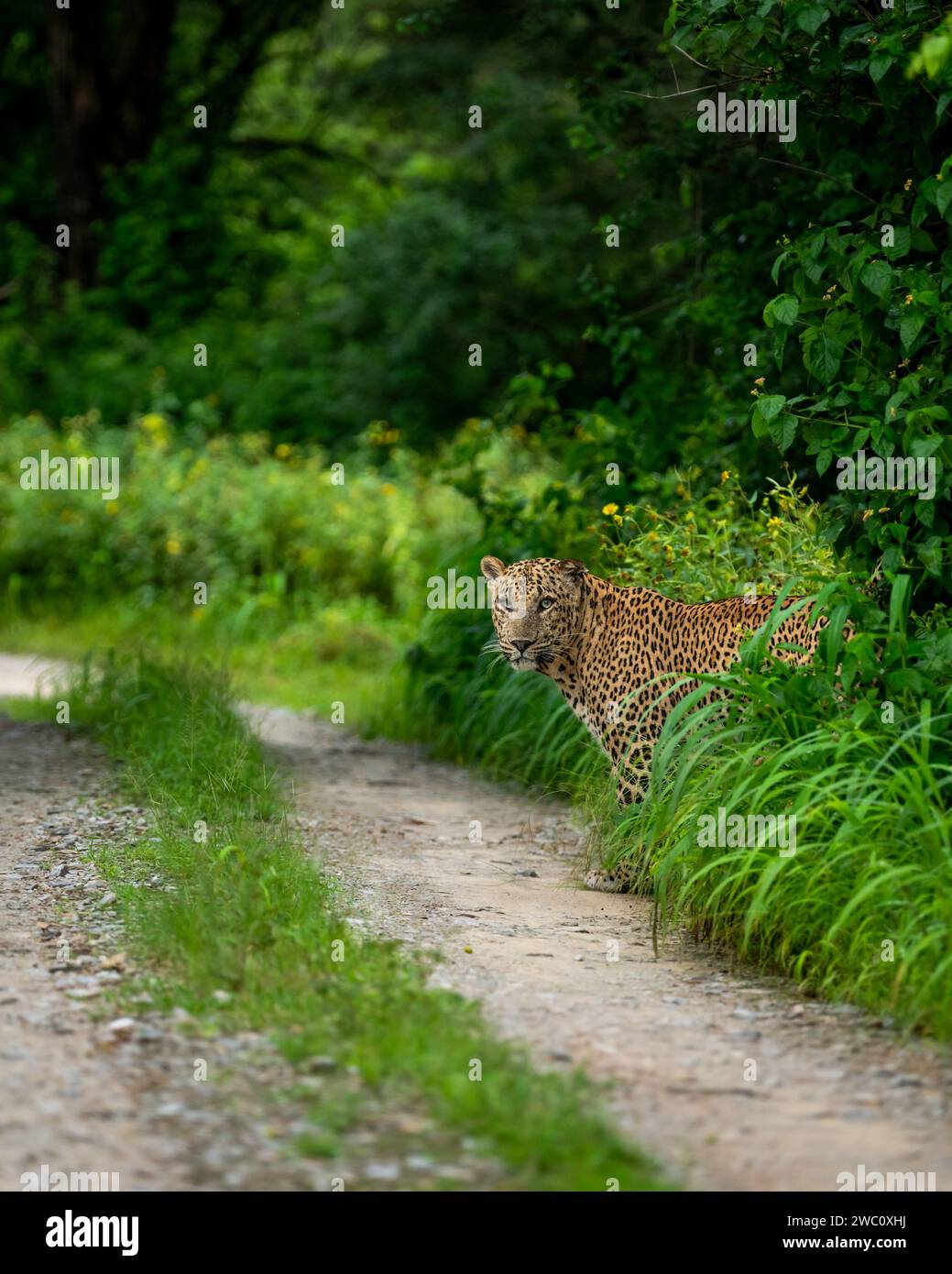 Leopardo selvaggio o pantera maschile indiano o panthera Pardus con un contatto visivo in piedi vicino a pista o sentiero che sbircia nel verde naturale della stagione dei monsoni Foto Stock