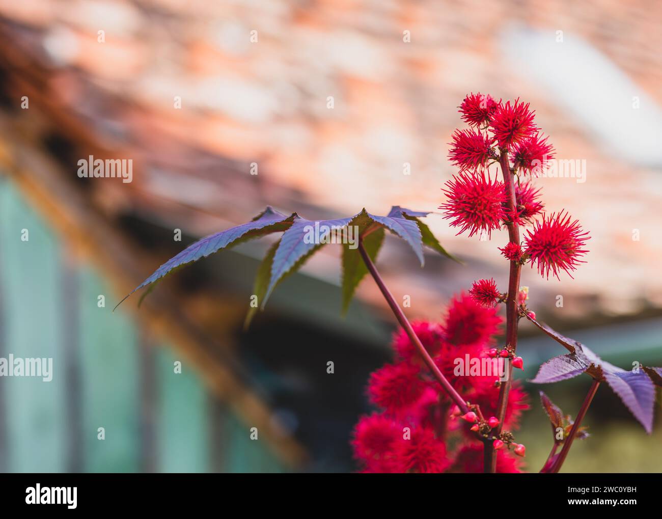 Un primo piano dell'impianto di ricino, Ricinus communis Foto Stock