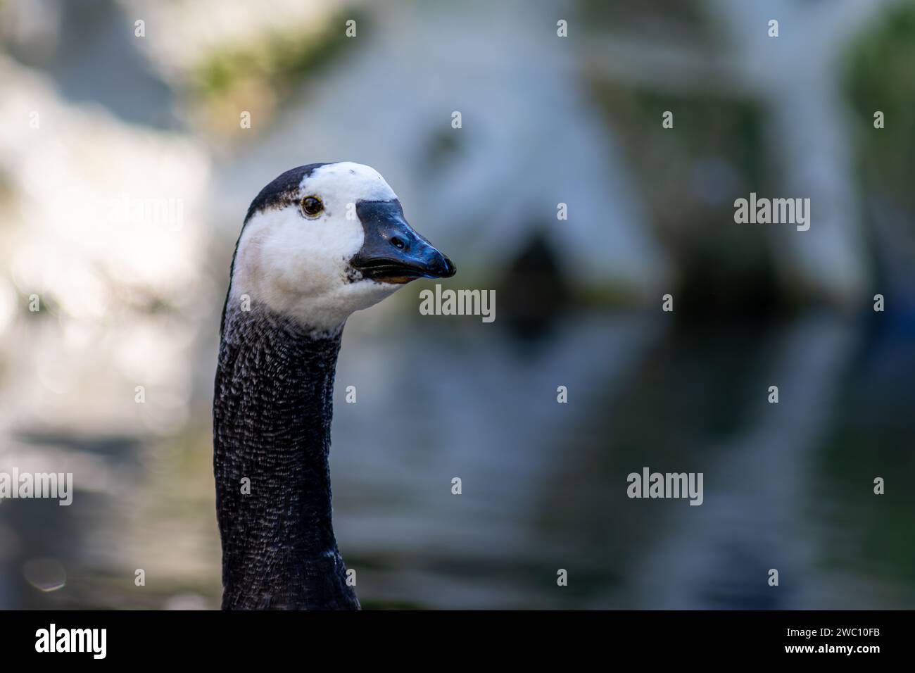 L'oca ha un collo lungo e una testa piccola e quella nella foto è in bianco e nero Foto Stock