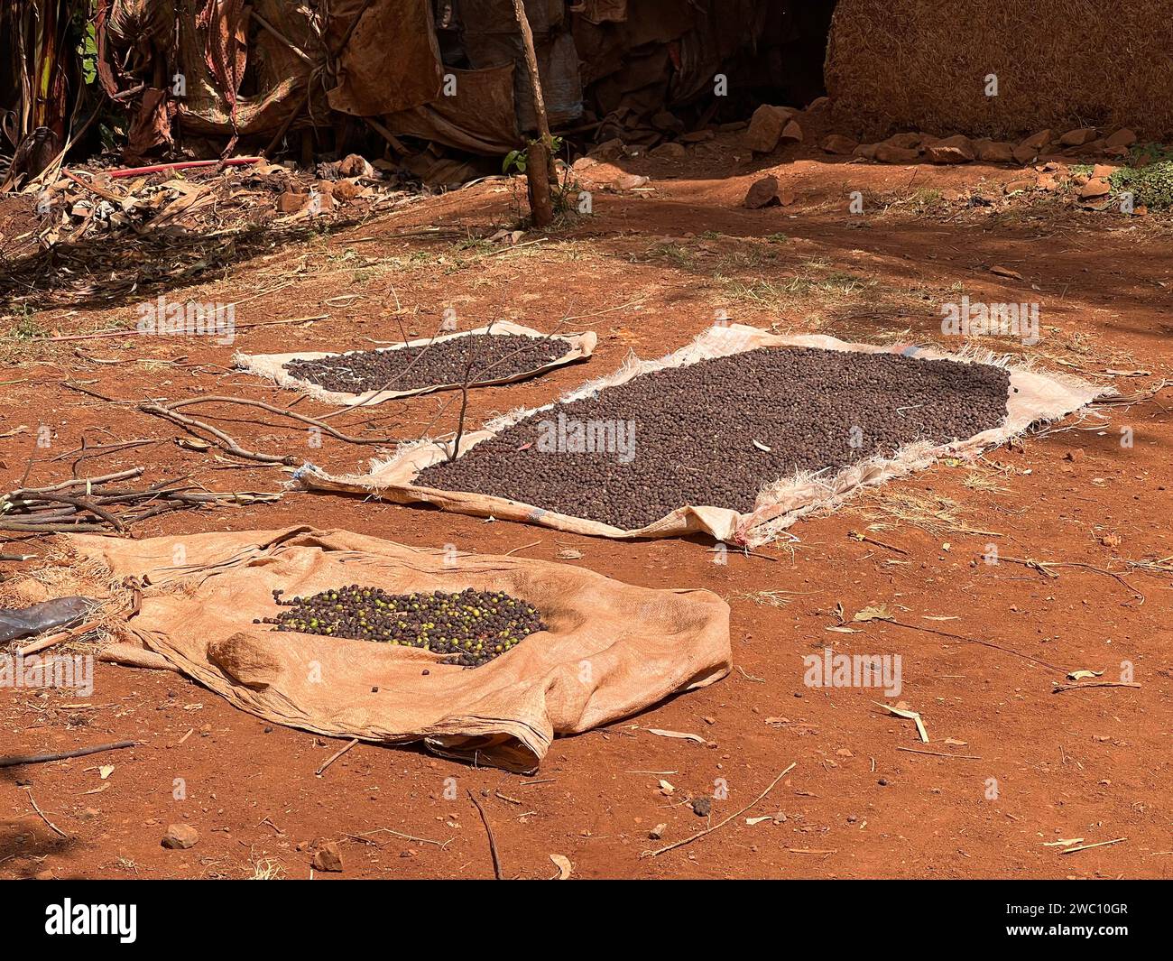 Ciliegie di caffè che si asciugano al sole su un foglio di plastica davanti a una tradizionale casa etiope nella regione di Sidama. Molti etiopi coltivano, producono e. Foto Stock