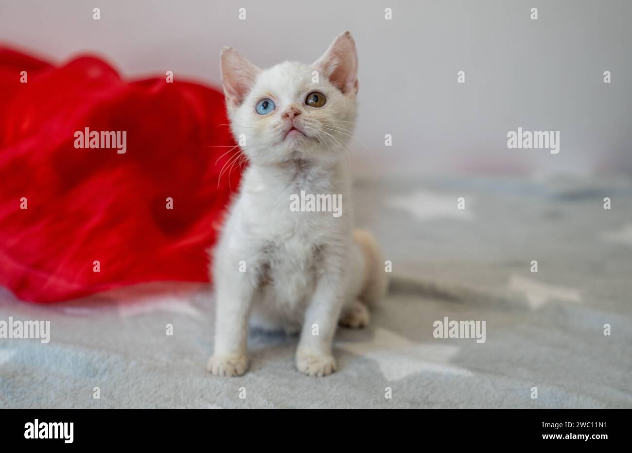 Un simpatico gattino bianco con eterocromia Foto Stock