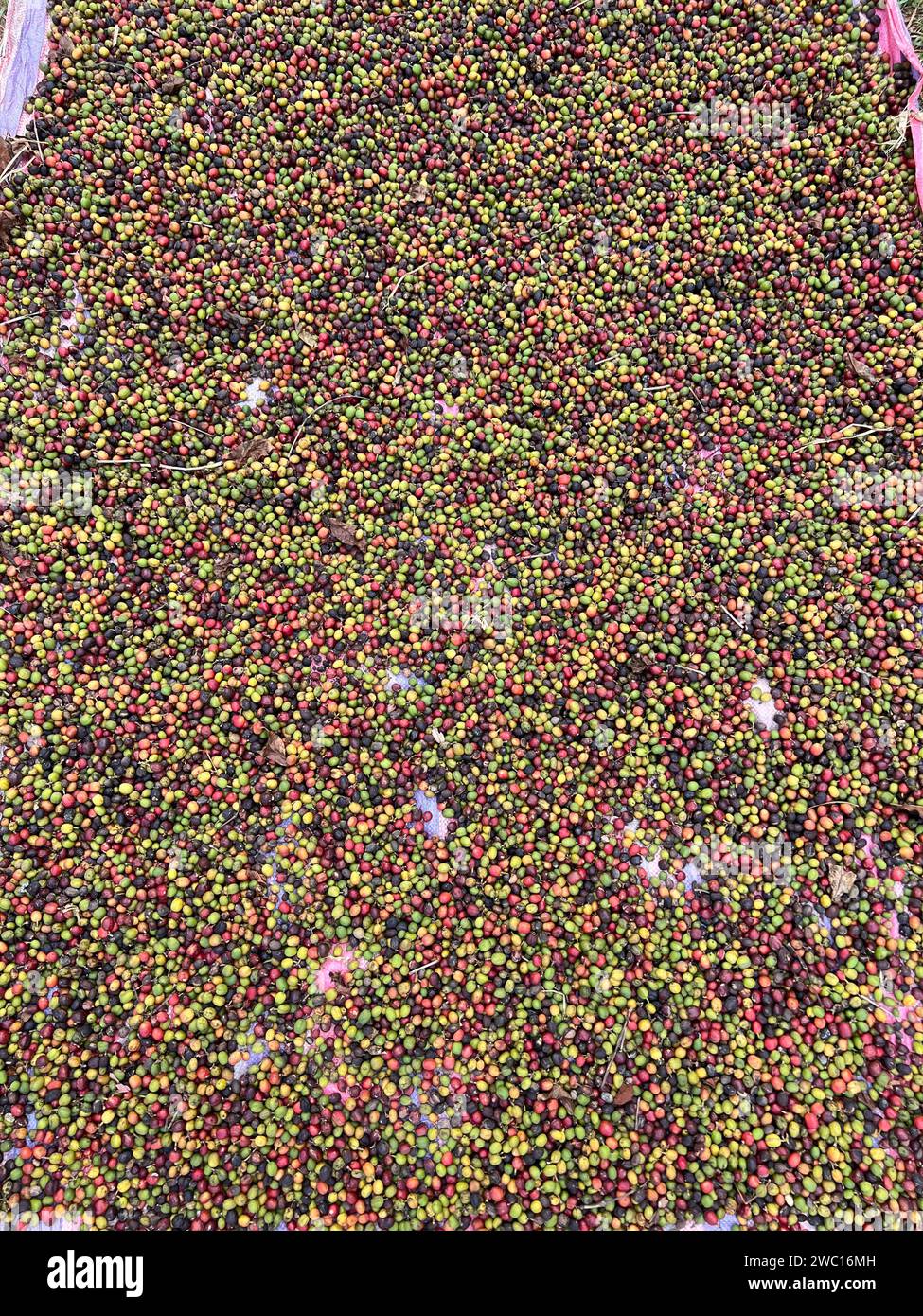 Le ciliegie di caffè vengono essiccate in un giardino su un foglio di plastica al sole. questo processo è chiamato processo naturale. il caffè da giardino è un tradi etiope Foto Stock