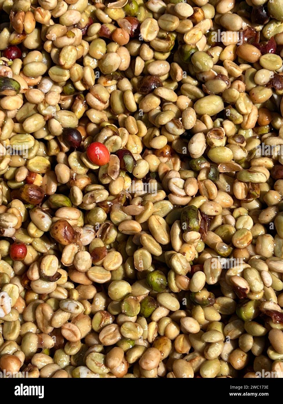 Chicchi di caffè nel processo di essiccazione al sole, il processo del miele, nell'altopiano della regione di Sidama, in Etiopia Foto Stock