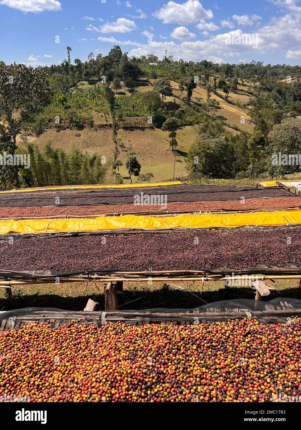 Ciliegie di caffè che si asciugano al sole su teli di plastica su scaffali di bambù nelle montagne della regione di Sidama. Foto Stock