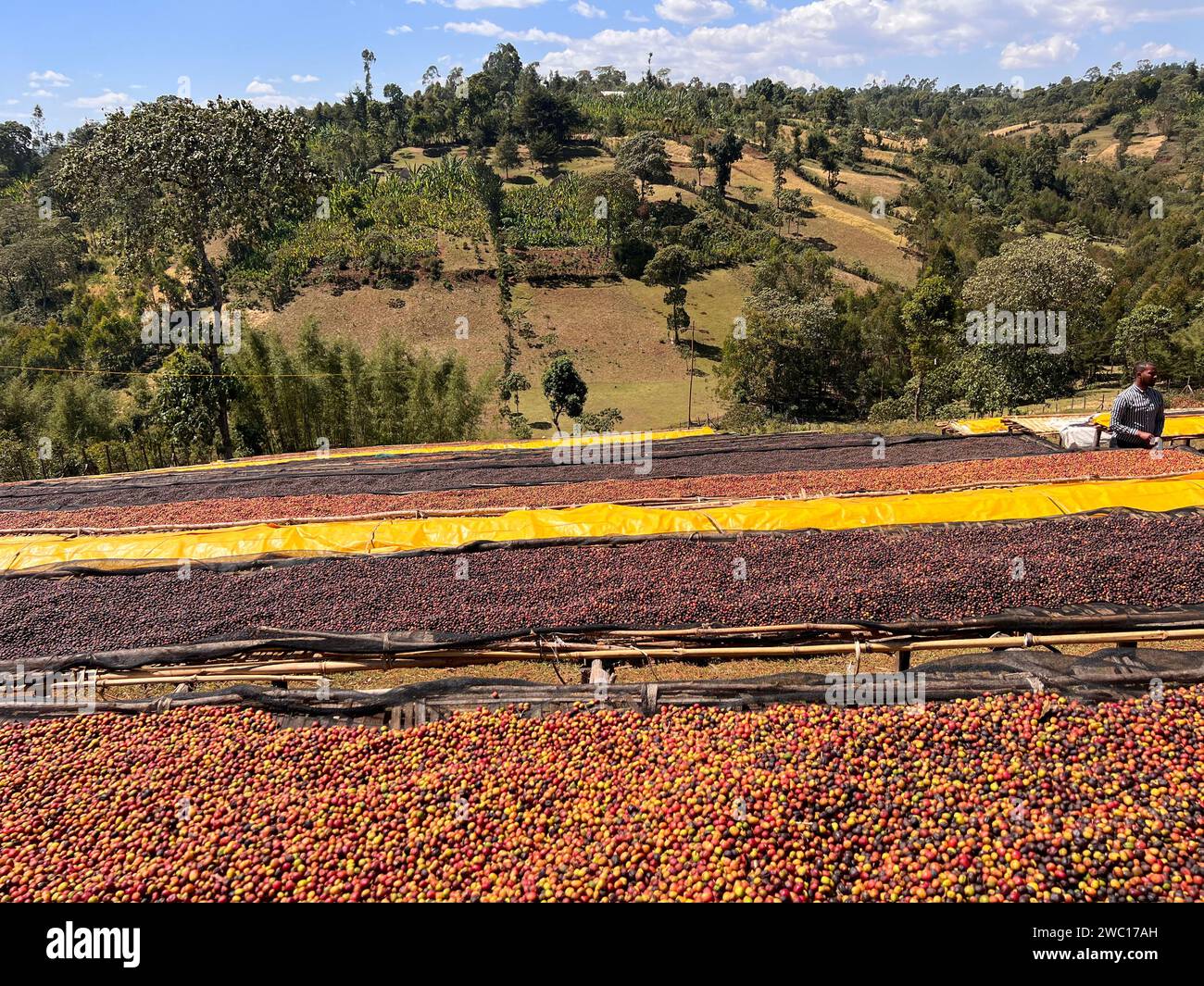 Ciliegie di caffè che si asciugano al sole su teli di plastica su scaffali di bambù nelle montagne della regione di Sidama. Foto Stock