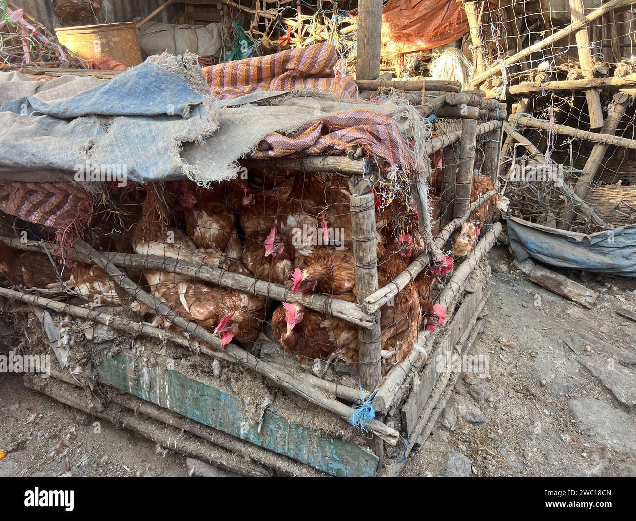 Polli racchiusi in sporche e poco igieniche gabbie di legno e filo metallico in attesa di essere venduti al mercato interno di Addis Abeba, Etiopia, Africa Foto Stock