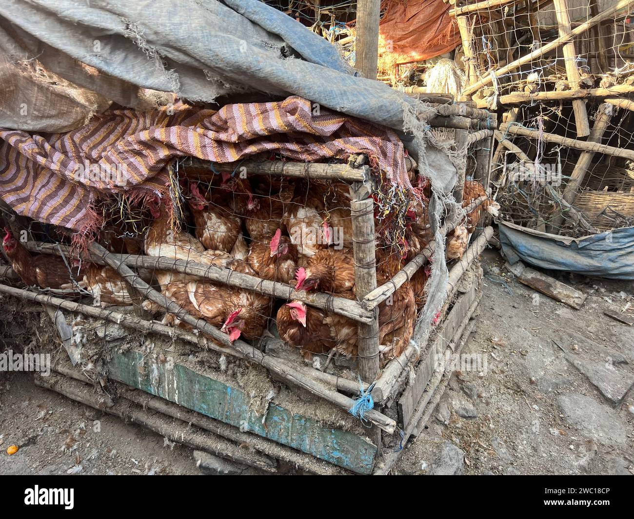 Polli racchiusi in sporche e poco igieniche gabbie di legno e filo metallico in attesa di essere venduti al mercato interno di Addis Abeba, Etiopia, Africa Foto Stock