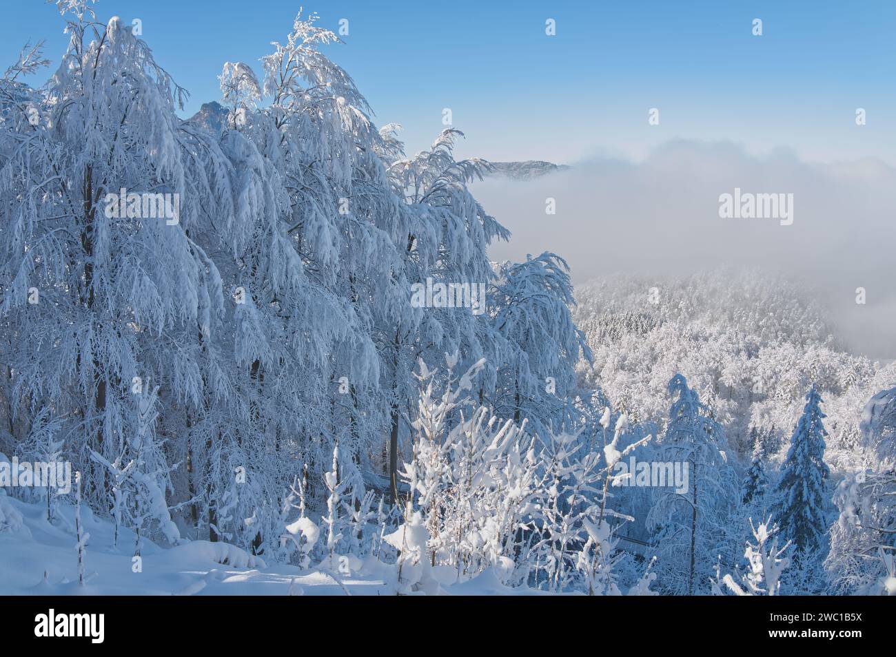 Alberi innevati in un paesaggio invernale in Baviera vicino alle Alpi Foto Stock