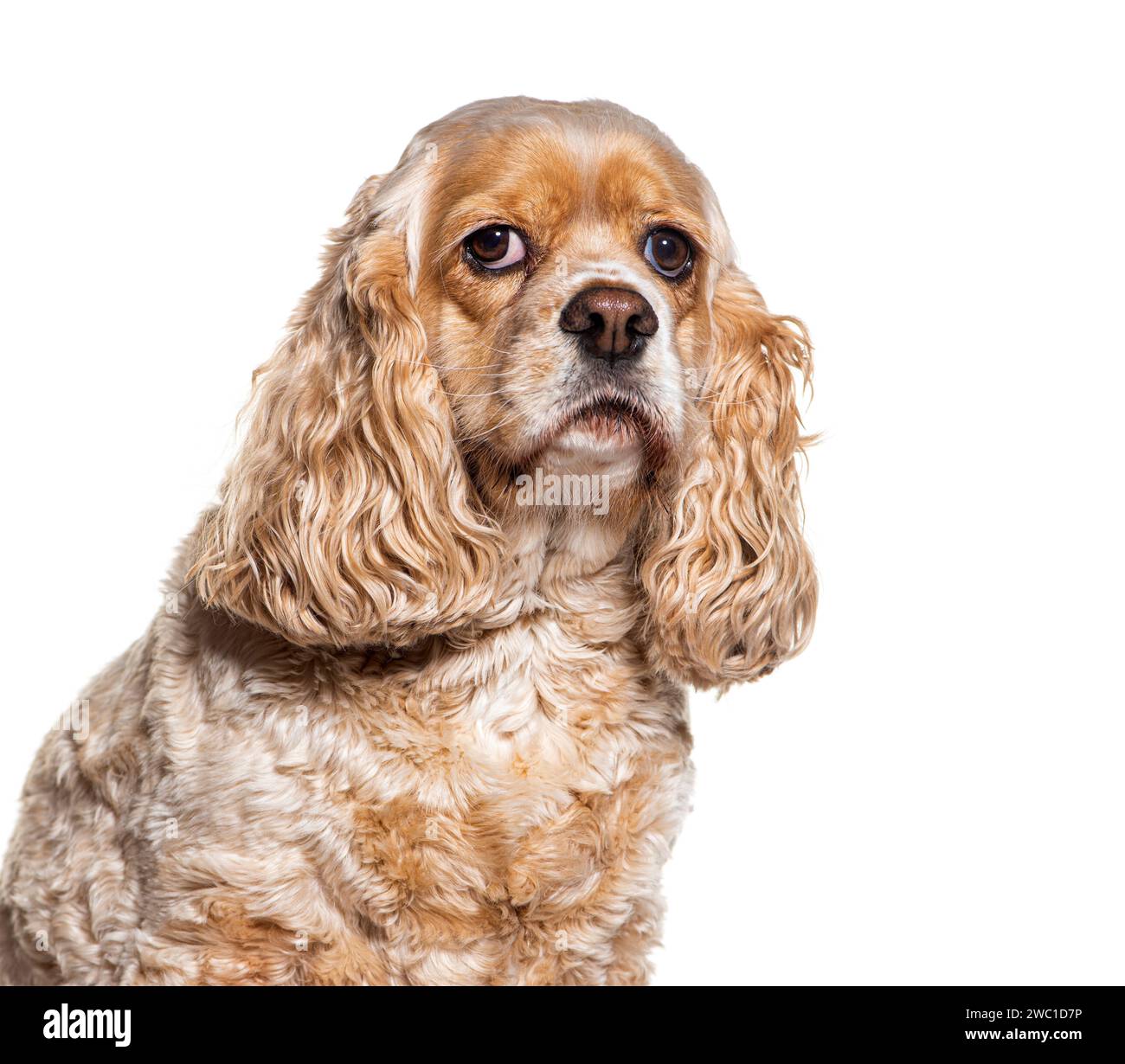 Colpo alla testa di un Cocker spaniel seduto, isolato su bianco Foto Stock