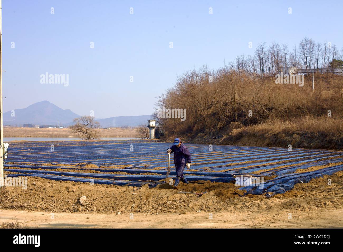Città di Sangju, Corea del Sud - 2 marzo 2017: Un contadino locale, pala in mano, esce dai suoi campi lungo il fiume Nakdong, che sono coperti di teli Foto Stock