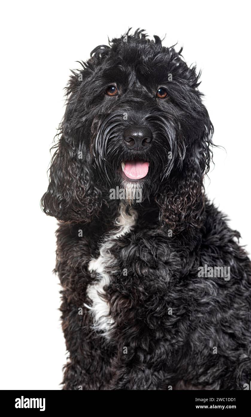 Cockapoo seduto mescolare il barboncino con il galletto, isolato su bianco Foto Stock