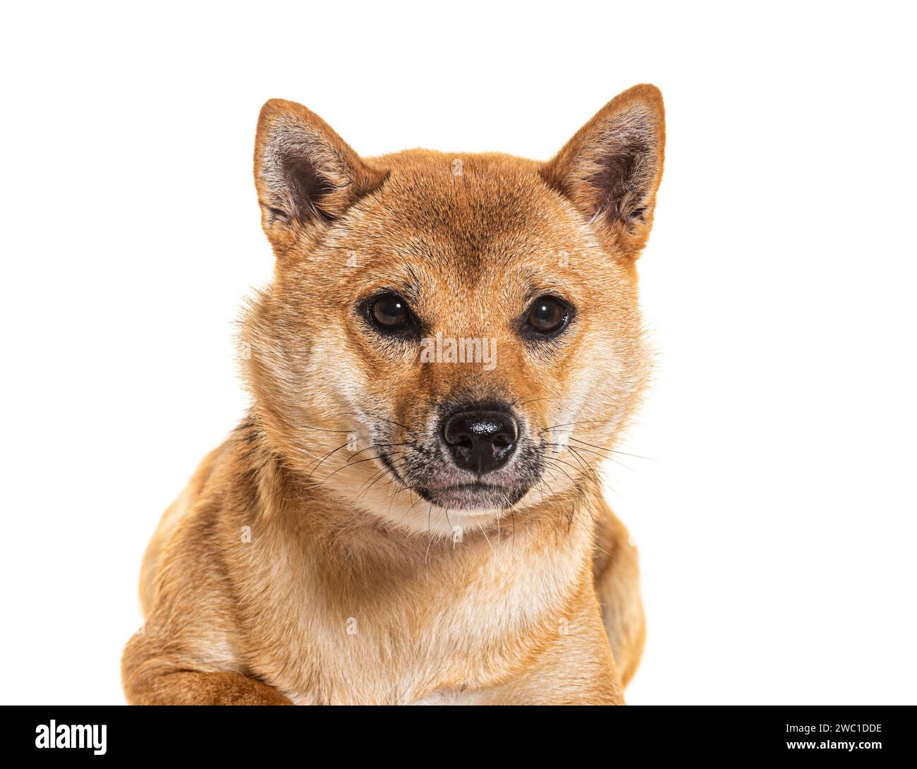 Shiba Inu, isolato su bianco Foto Stock