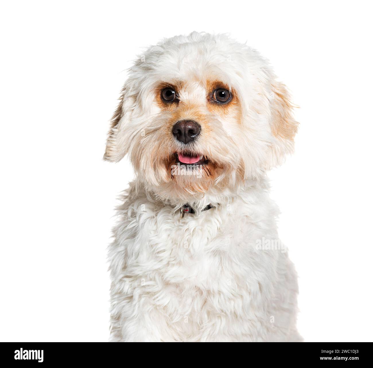 Cavapoo è un cavalier misto King Charles Spaniel con Poodle, che indossa un colletto, isolato su bianco Foto Stock