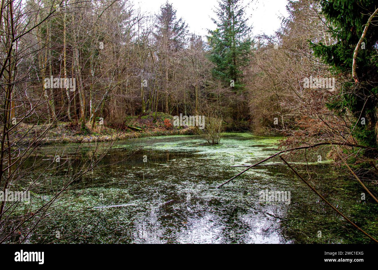 Dundee, Tayside, Scozia, UK.13 gennaio 2024. Meteo Regno Unito: Tayside sta vivendo un clima invernale luminoso con temperature che oscillano intorno ai 5°C. Splendido sole invernale con vista su Templeton Woods vicino al Dundee Ardler Village. Templeton Woods è ben noto per i famigerati omicidi del 1979 e del 1980. All'epoca, la città era afflitta da un serial killer, e i due casi divennero noti come "omicidi di Templeton Woods". Crediti: Dundee Photographics/Alamy Live News Foto Stock