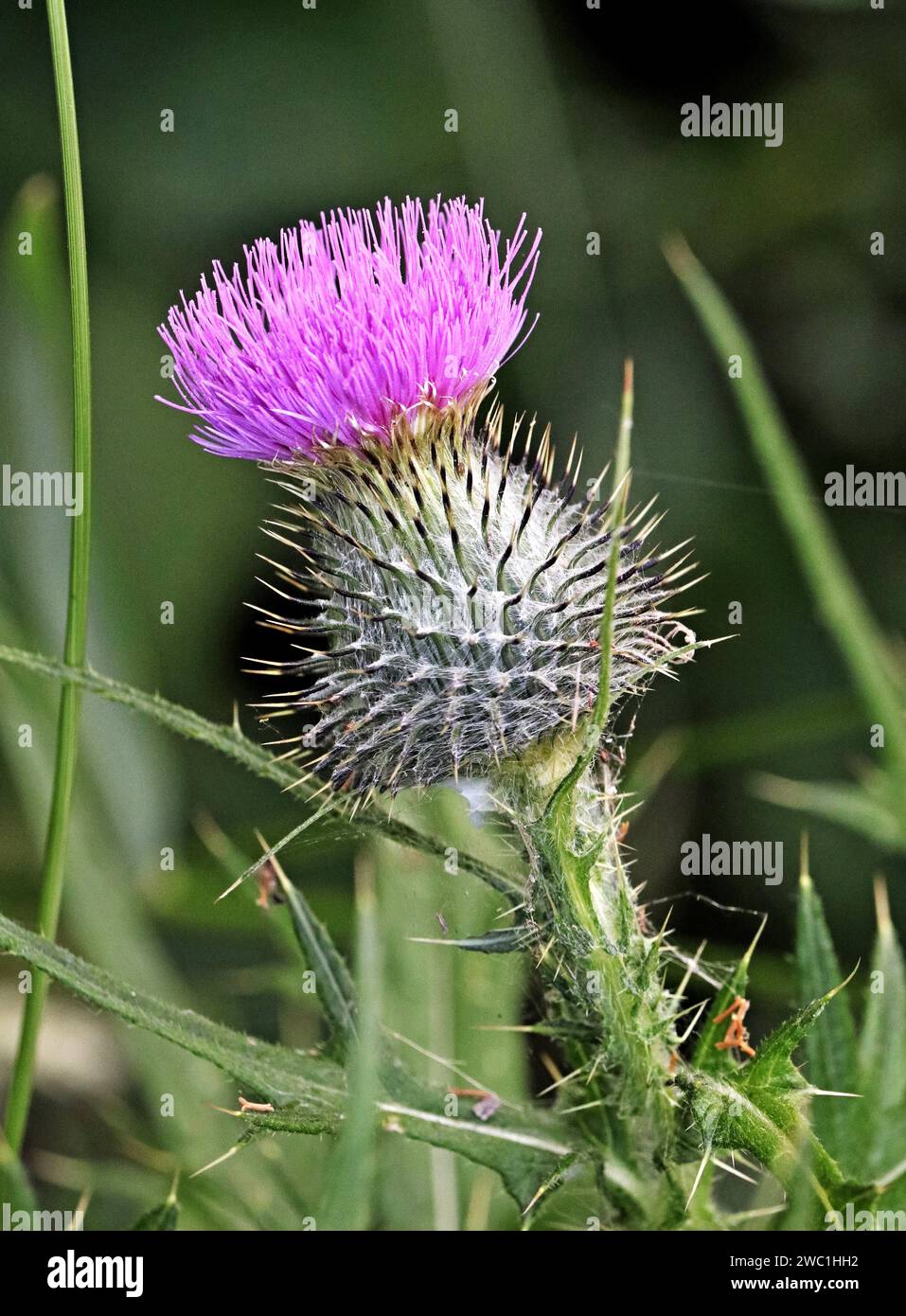 Thistle Head, fiore di Scozia Foto Stock