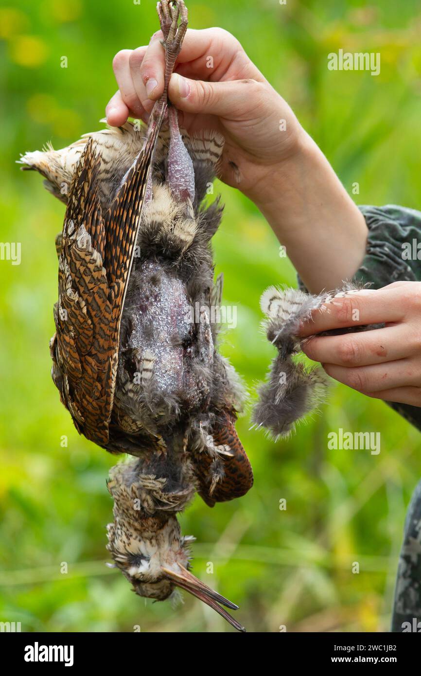 Le mani degli uomini strappano le piume di un becco selvatico sparato in una battuta di caccia. Primo piano. Foto Stock