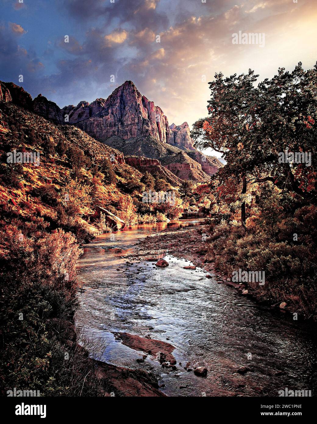Autunno a colori lungo la forcella del nord del fiume vergine guardando verso la sentinella nel Parco Nazionale di Zion, Utah Foto Stock
