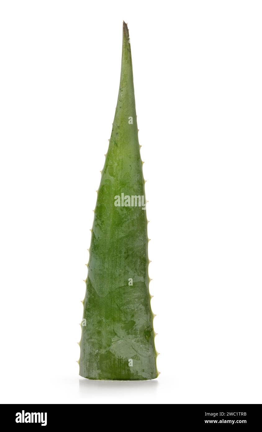 Foglia della pianta di Aloe vera, rivolta verso la parte anteriore. Isolato su sfondo bianco. Foto Stock