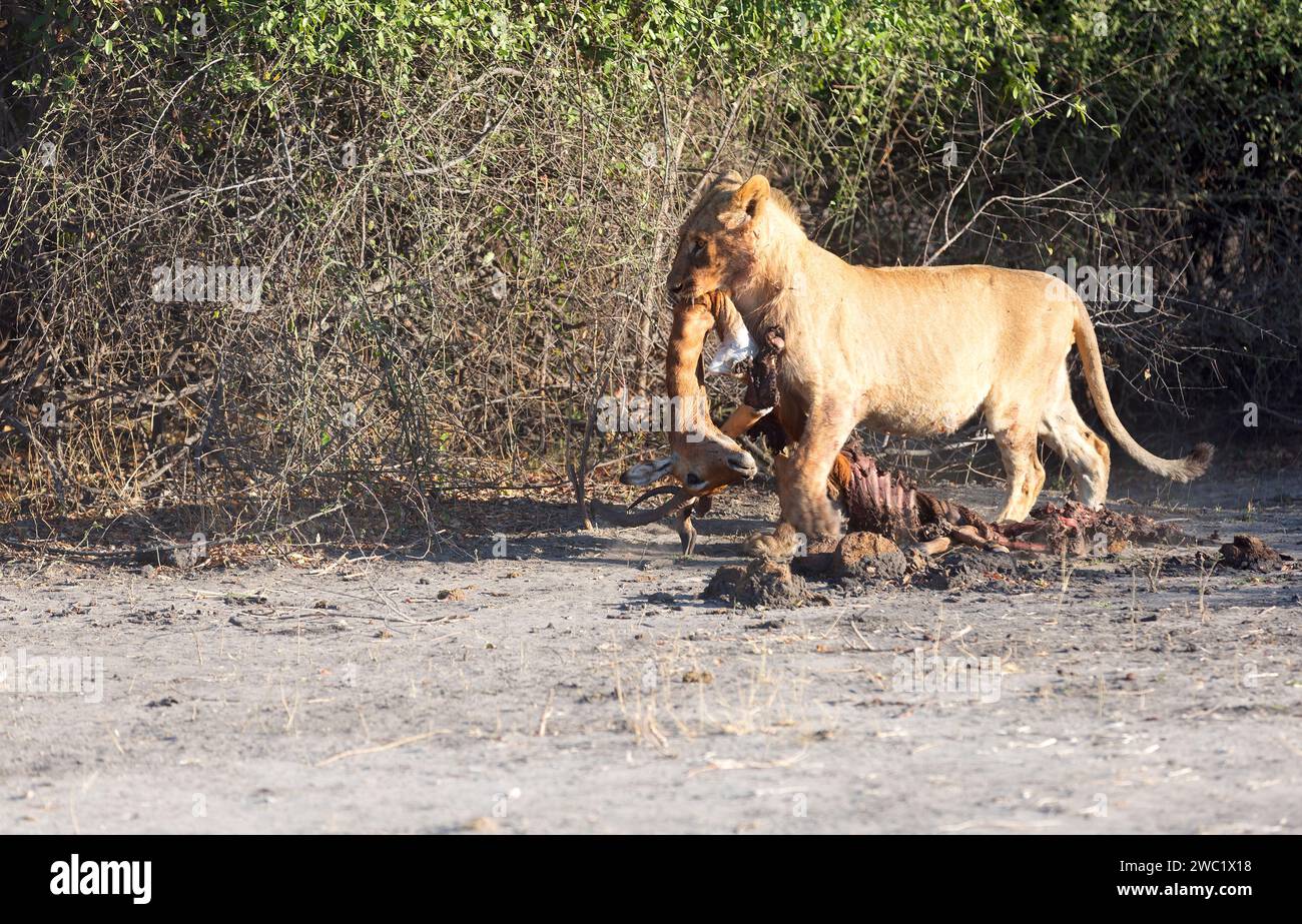 La preda e il predatore, il leone cacciarono la preda Foto Stock