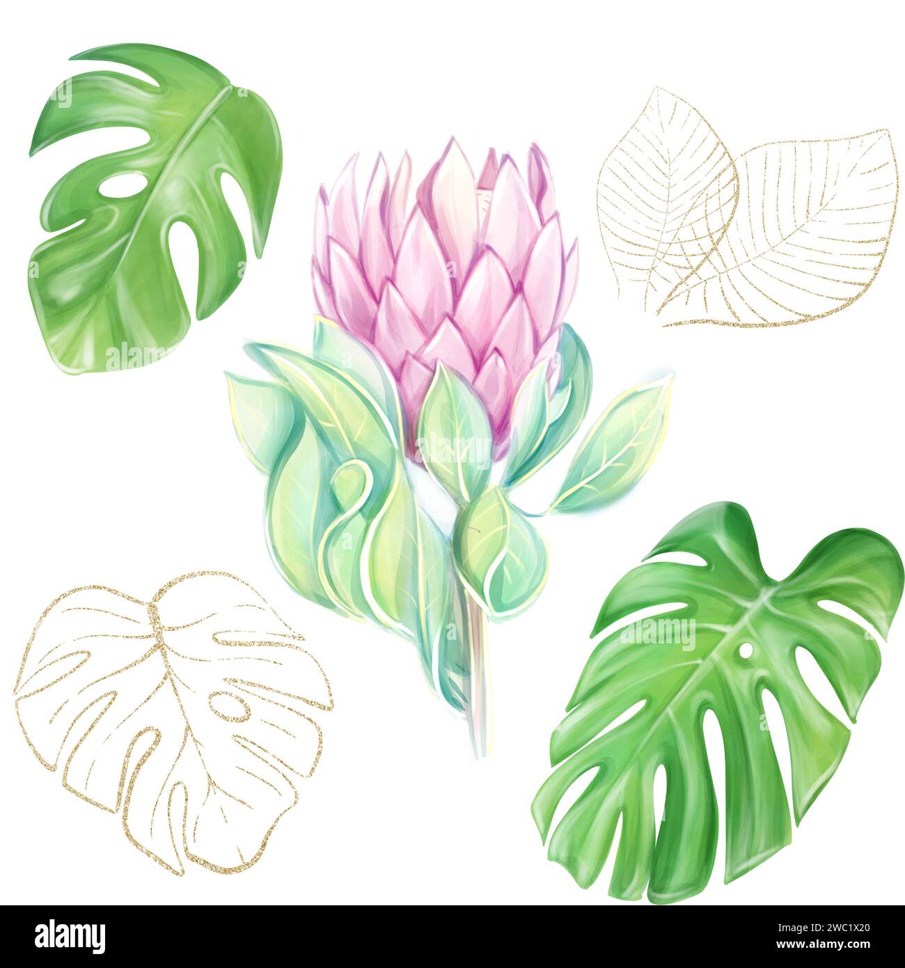 Set acquerello di illustrazioni tropicali rosa protea, foglie monstera verdi e dorate su sfondo bianco. Clipart per la progettazione di inviti, pattern Foto Stock