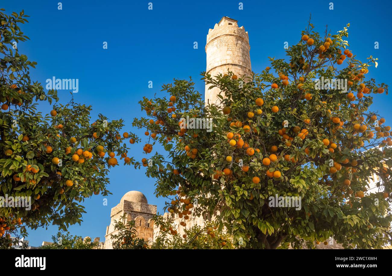 Aranci carichi di fronte alle imponenti mura, bastioni e torre della fortezza religiosa dell'VIII secolo, il Ribat di Sousse in Tunisia. E' una U Foto Stock