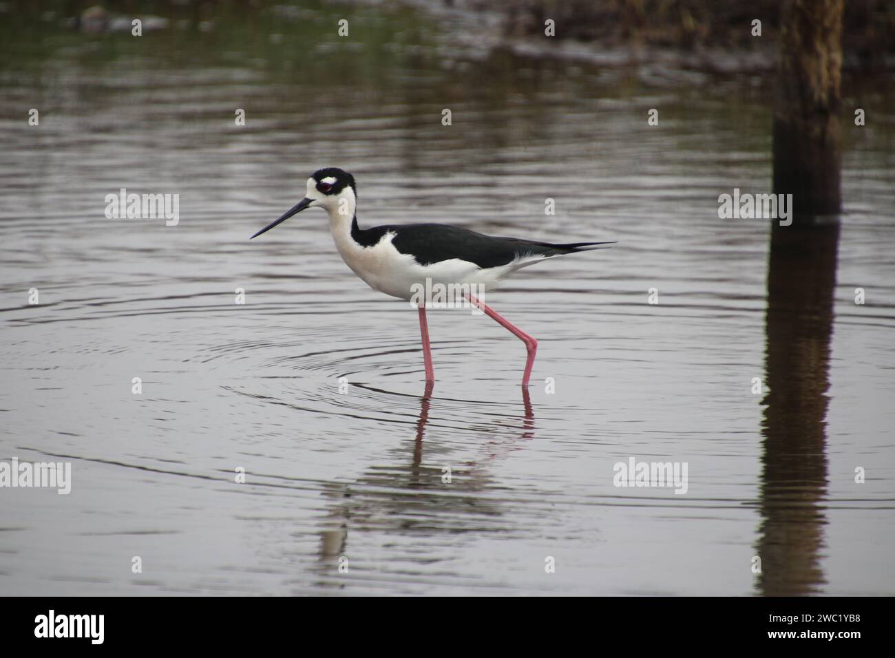 Una palafitta dal collo nero che cammina in un tranquillo specchio d'acqua. Bolivar Flats, Texas Foto Stock
