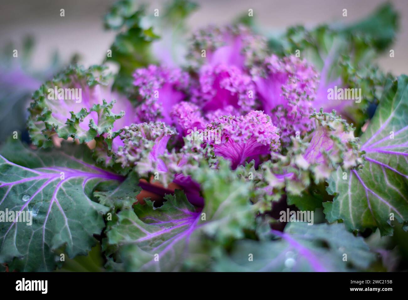 Cavolo viola ornamentale Foto Stock