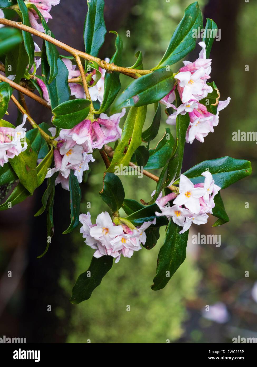 Fiori rosa e bianchi del profumatissimo arbusto sempreverde in fiore invernale, Daphne bholua "Garden House Sentinel" Foto Stock