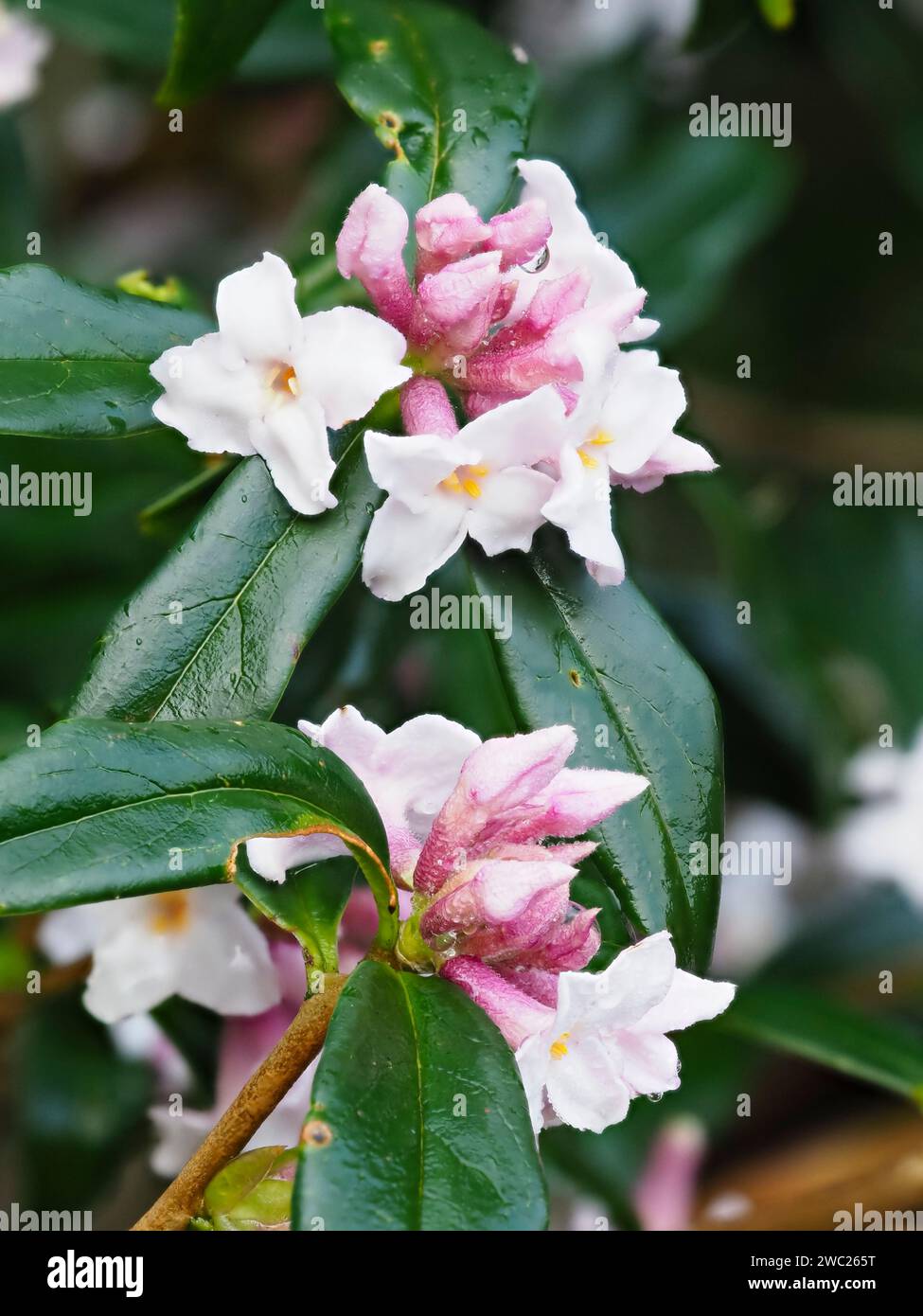 Fiori rosa e bianchi del profumatissimo arbusto sempreverde in fiore invernale, Daphne bholua "Garden House Sentinel" Foto Stock