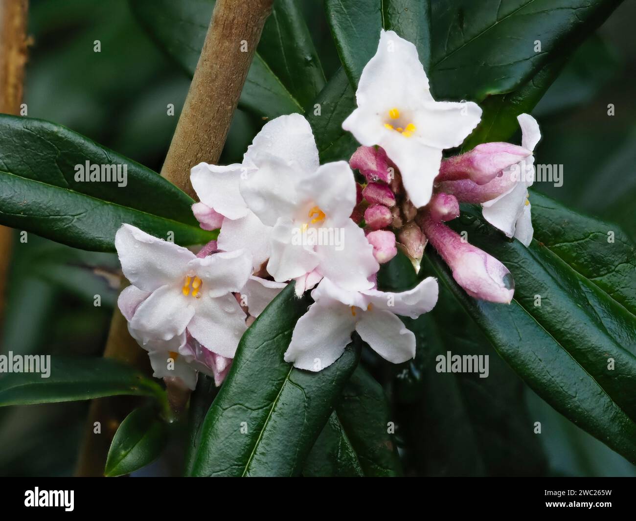 Fiori rosa e bianchi del profumatissimo arbusto sempreverde in fiore invernale, Daphne bholua "Garden House Sentinel" Foto Stock