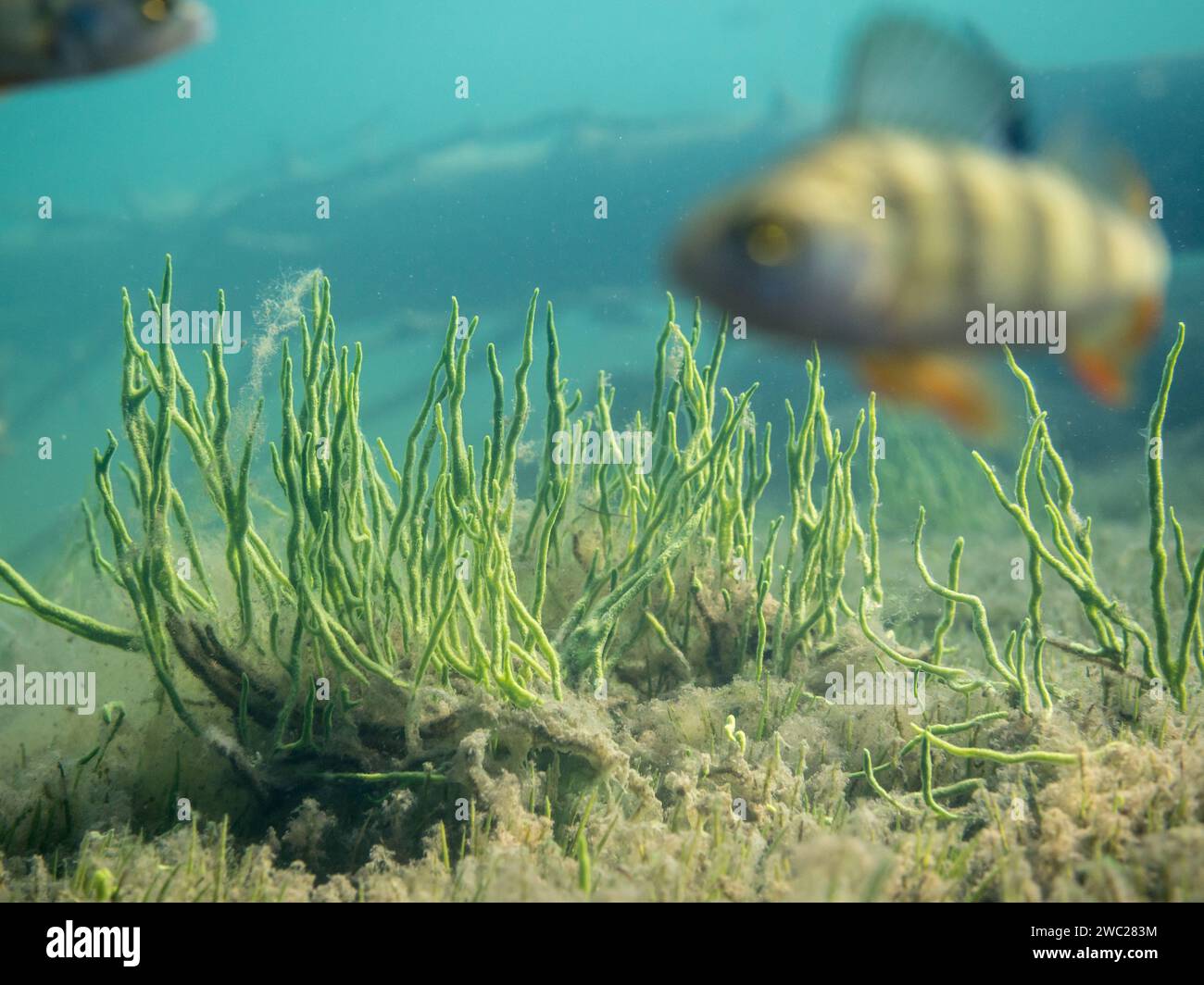 Spugna di acqua dolce e persico Foto Stock