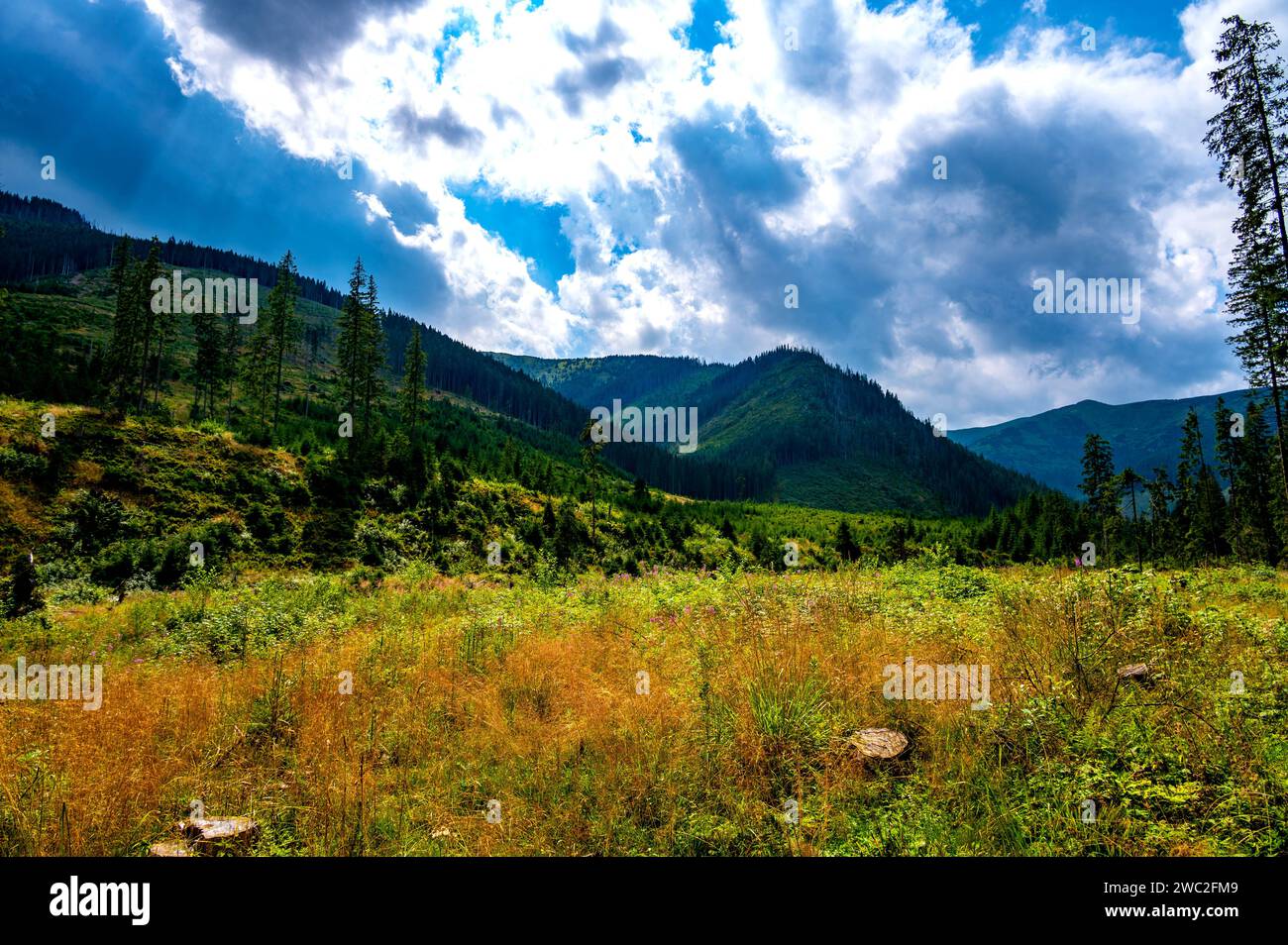 Dolina Chocholowska. Tatry. Foto .Wojciech Fondalinski Foto Stock