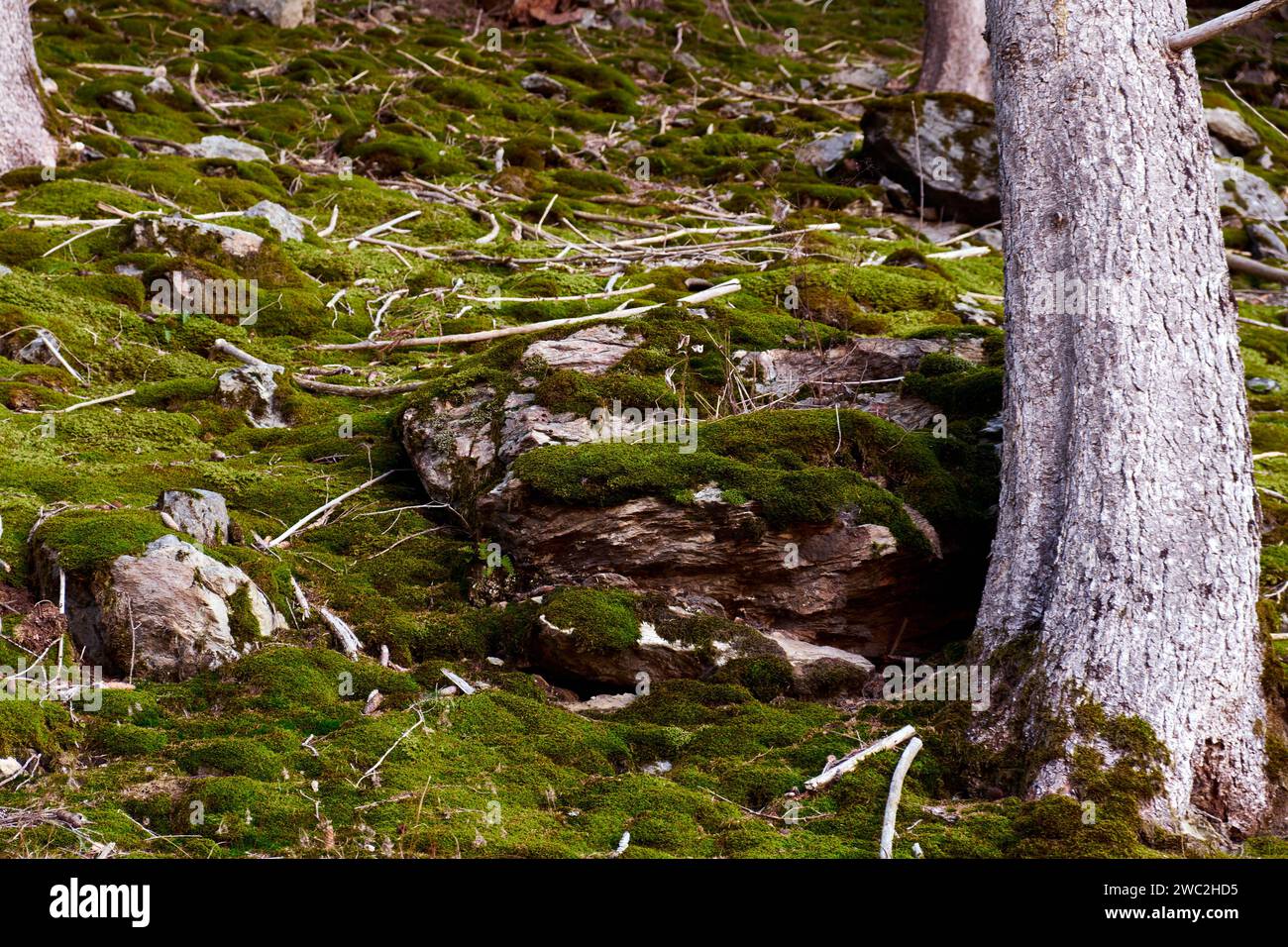 Moosiger Wald - Mossy Forest Foto Stock