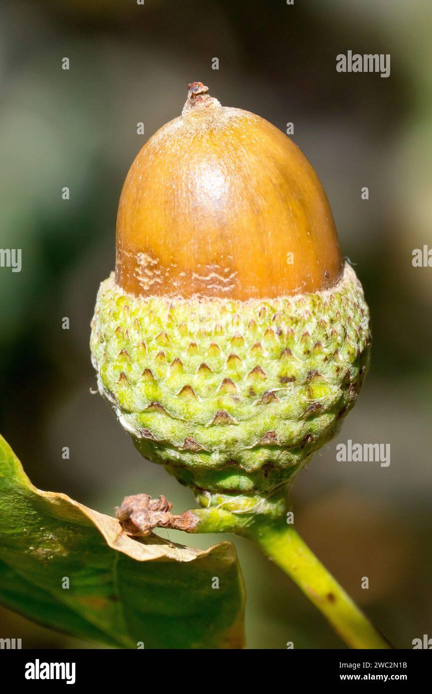 Quercia inglese o quercia peduncolata (quercus robur), primo piano di una ghianda matura solitaria o frutto dell'albero, isolato dallo sfondo. Foto Stock