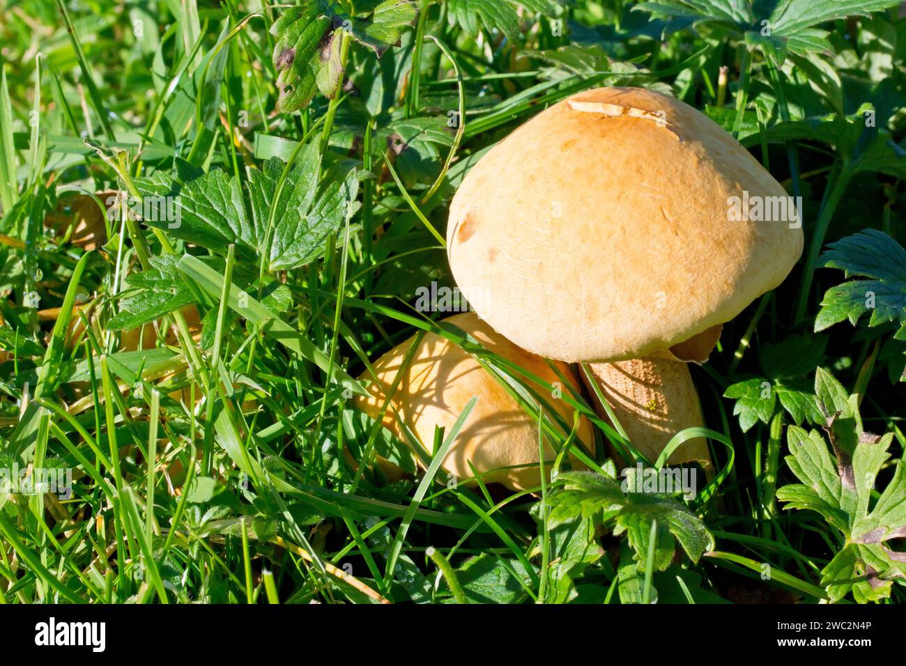 Golden Bootleg (phaeolepiota, aurea), primo piano del corpo fruttifero del fungo che cresce attraverso l'erba di un campo. Foto Stock