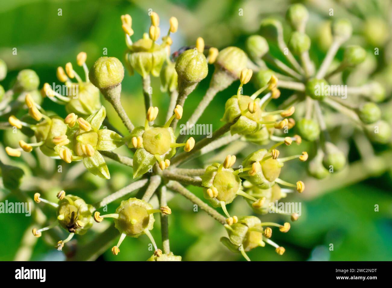 Edera (hedera helix), primo piano focalizzandosi su una singola testata di fiori e sui singoli fiori del comune arbusto arrampicante. Foto Stock