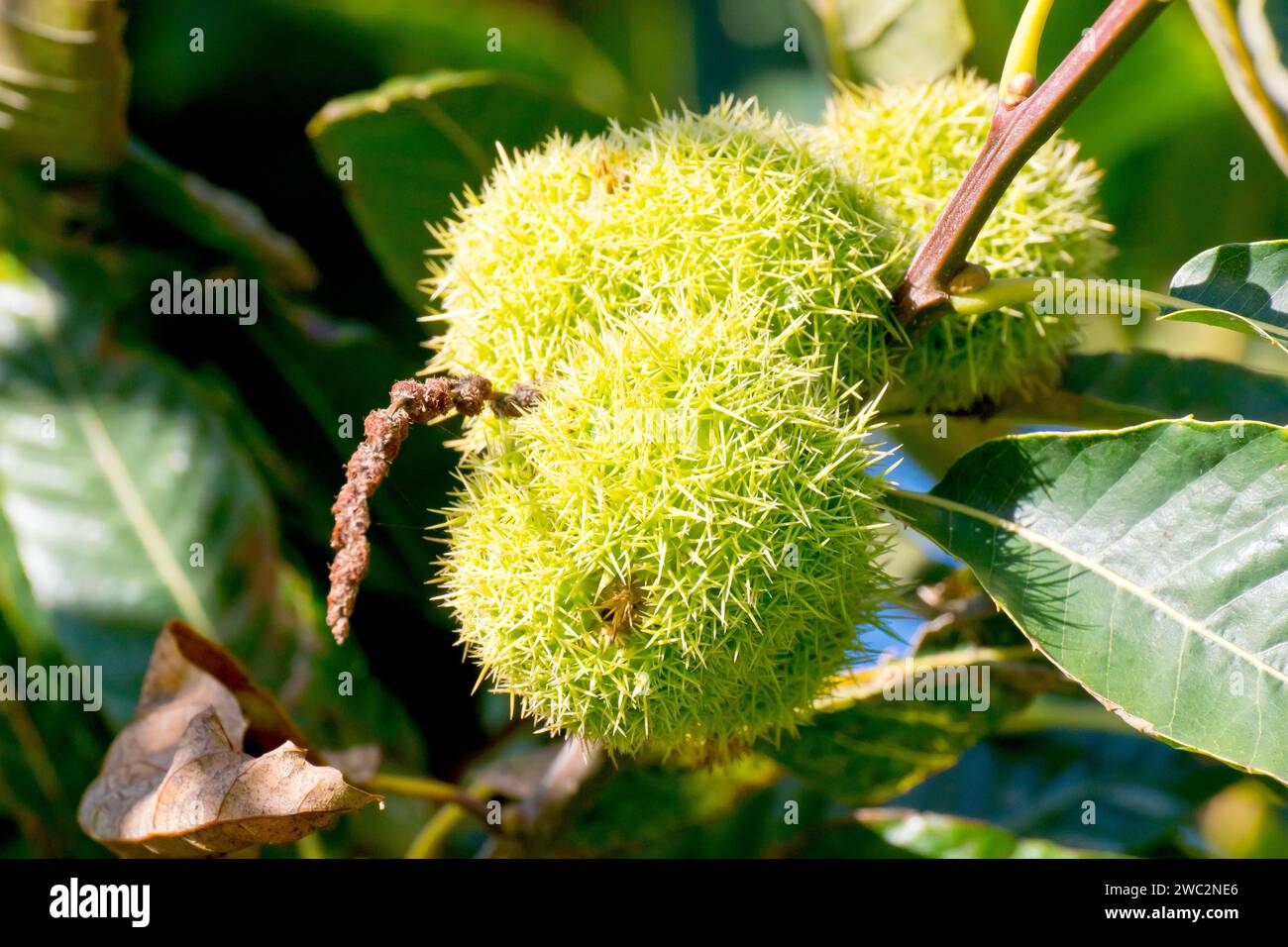 Castagno dolce o castagno spagnolo (castanea sativa), primo piano dei frutti appuntiti appesi a un ramo di un albero sotto il sole autunnale. Foto Stock