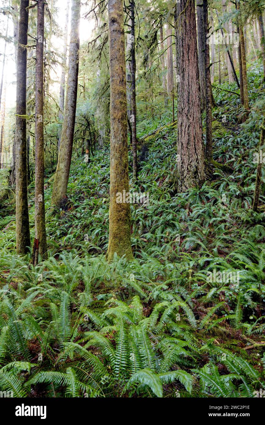 WA24666-00....WASHINGTON - foresta mista di abeti, cedri e felci vicino al lago Crescent nell'Olympic National Park. Foto Stock