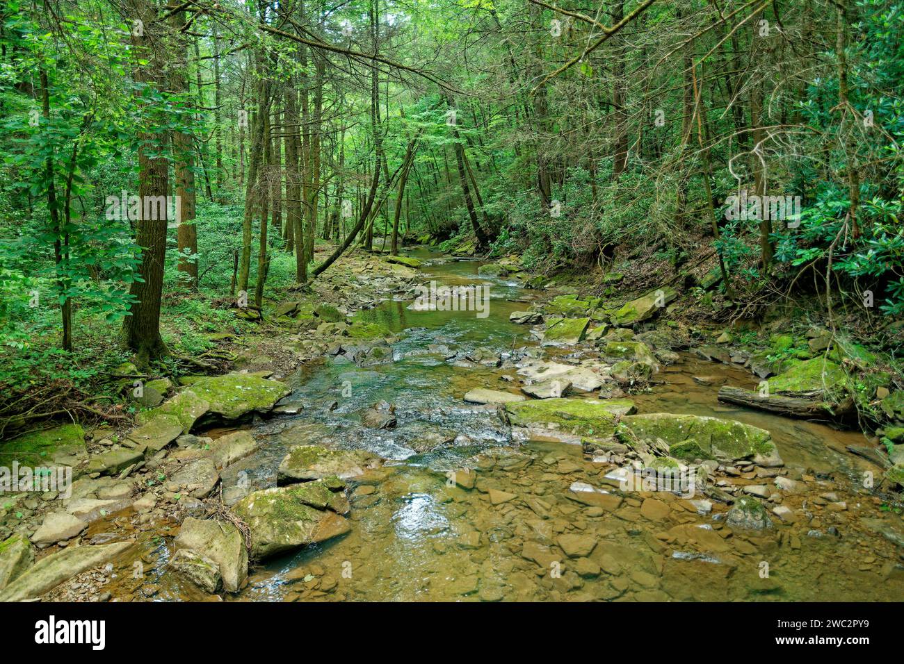 Un torrente cristallino con rocce e massi di muschio che scorrono a valle attraverso i boschi in estate Foto Stock