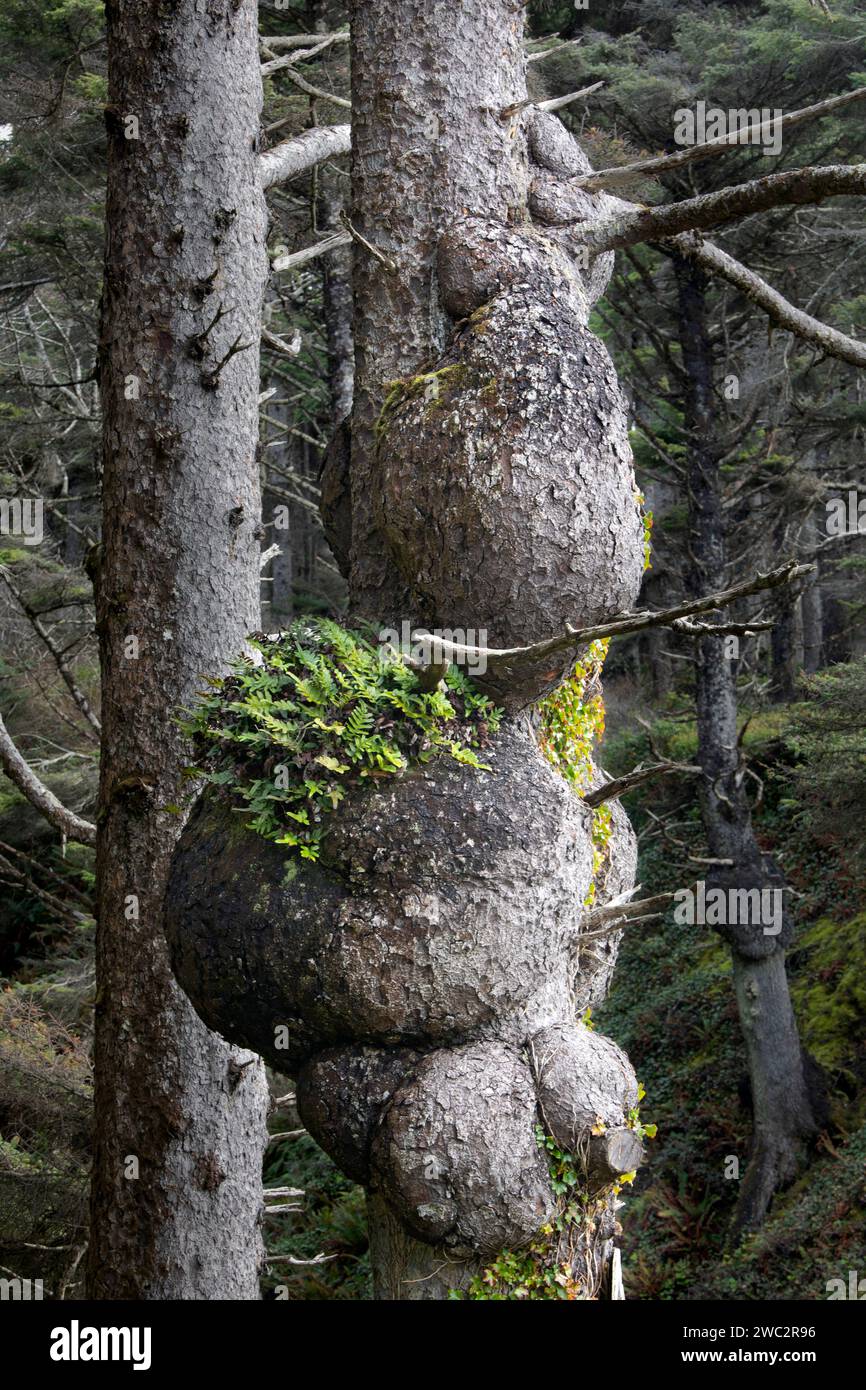 WA24691-00....WASHINGTON - Burls on Sitka Spruce Trees (Picea sitchensis) vicino alla spiaggia uno nell'area di Kalaloch del Parco Nazionale Olimpico. Foto Stock