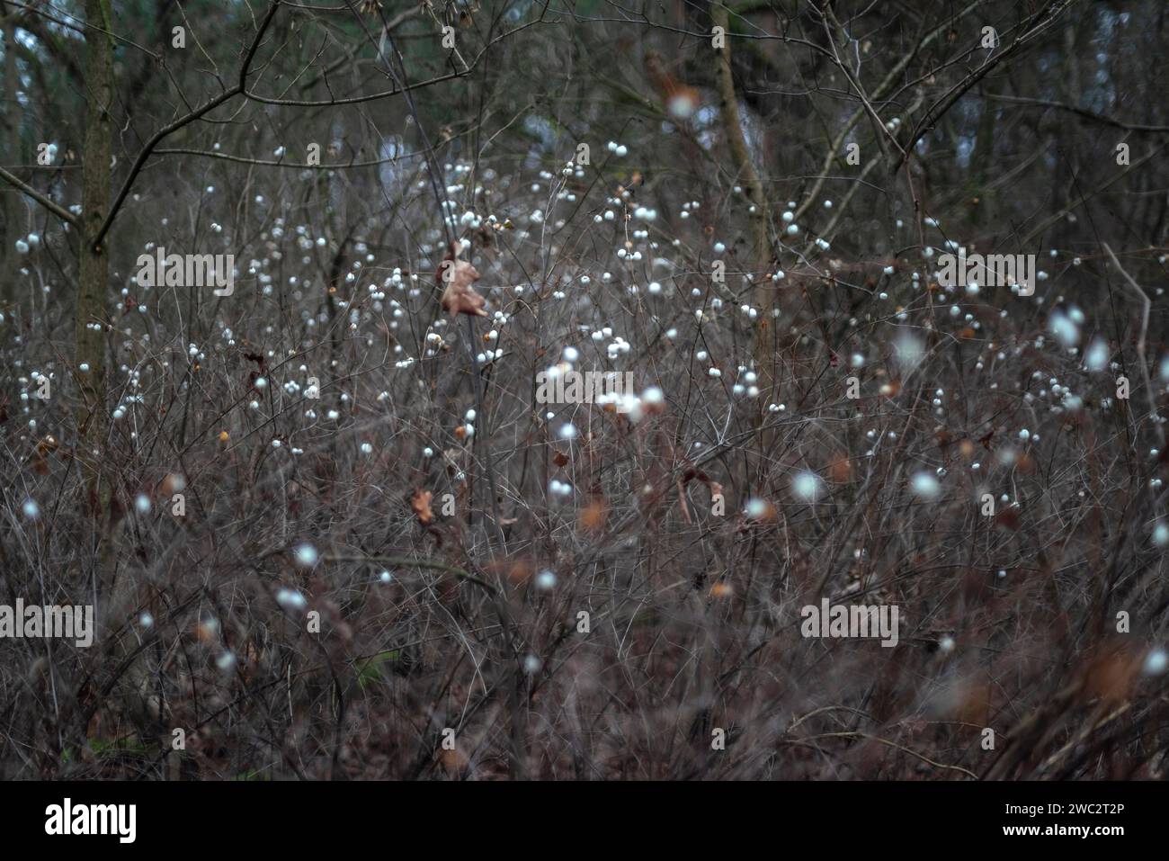 Symphoricarpos albus - nevi bianche in un bosco durante l'inverno a Berlino, Germania, Europa Foto Stock