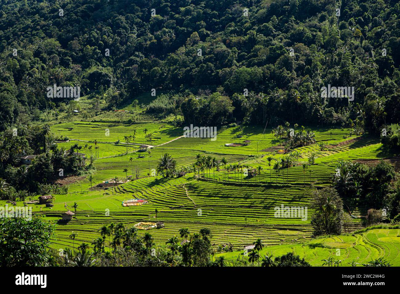 Questa splendida immagine cattura il terreno agricolo terrazzato nel distretto di Sapa nelle Filippine, una regione certificata dall'UNESCO Foto Stock