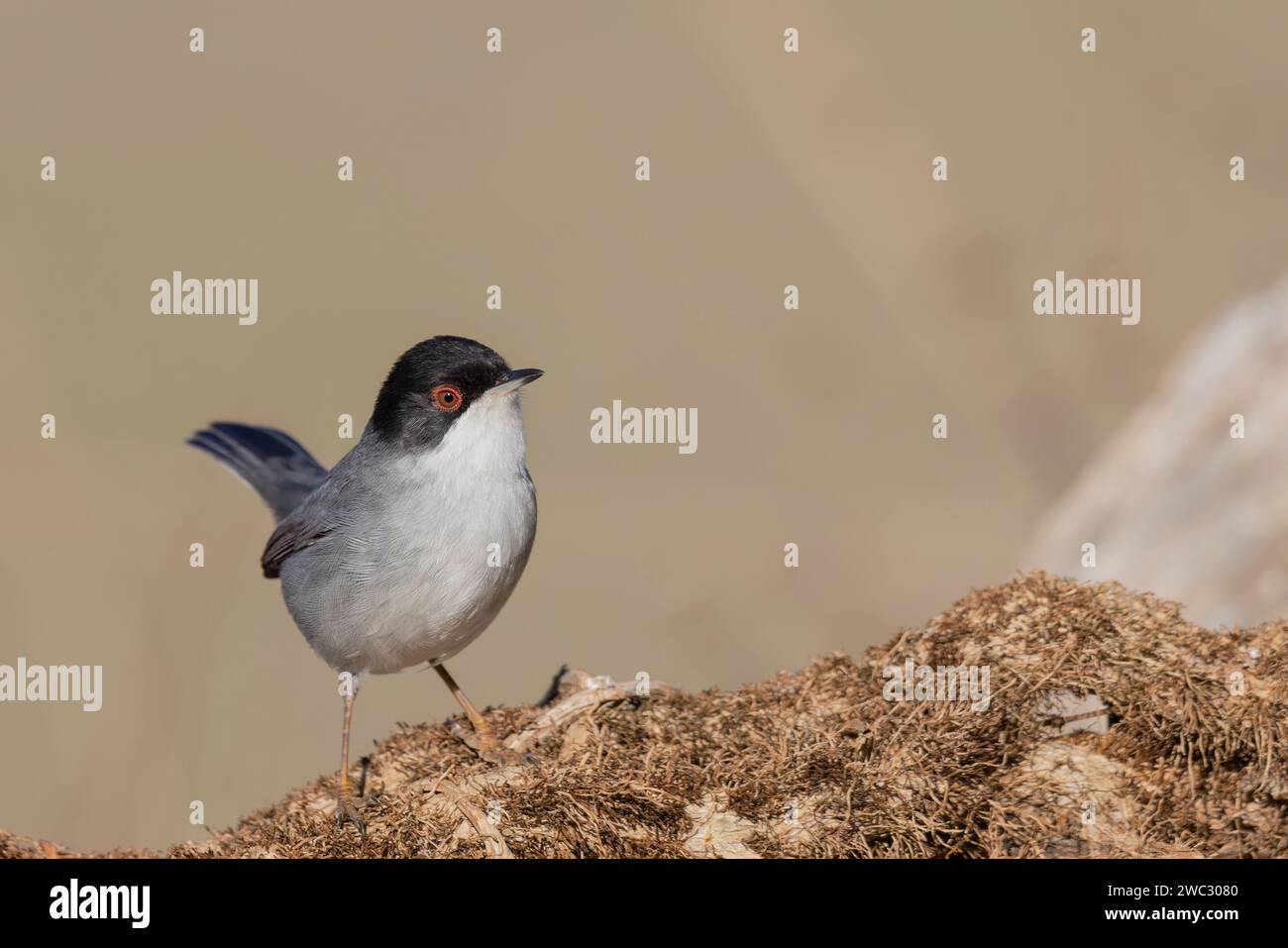 Tipico uccello mediterraneo, parula sarda, Curruca melanocephala. Foto Stock