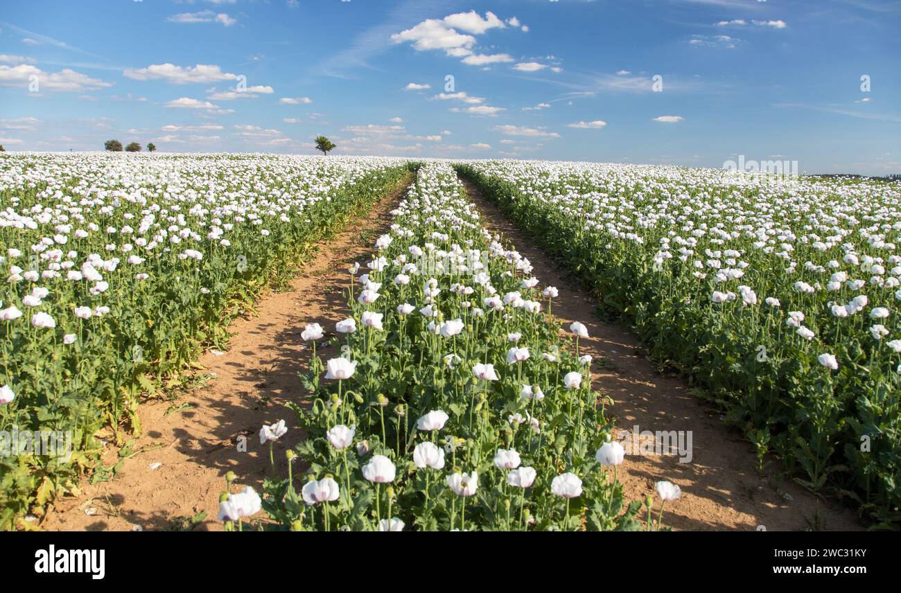 Campo di papavero di oppio fiorito in latino papaver somniferum, con strada sterrata, vista panoramica, papavero bianco è coltivato nella Repubblica Ceca per l'industria alimentare Foto Stock