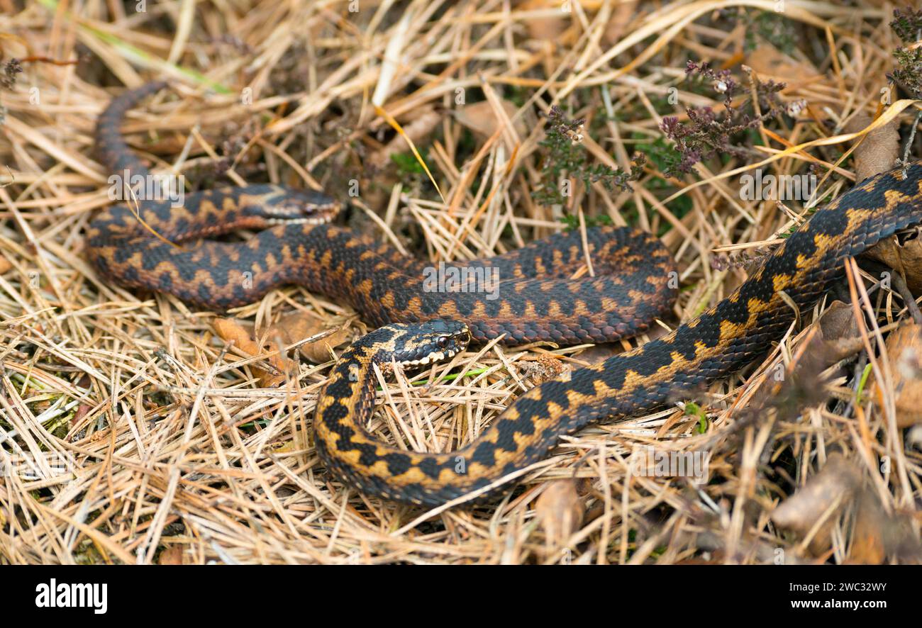 Due vipera selvatica comune europea (Vipera berus), adulti marroni, femmine, si incontrano e strisciano ben mimetizzati al sole attraverso erba, foglie autunnali, pini Foto Stock