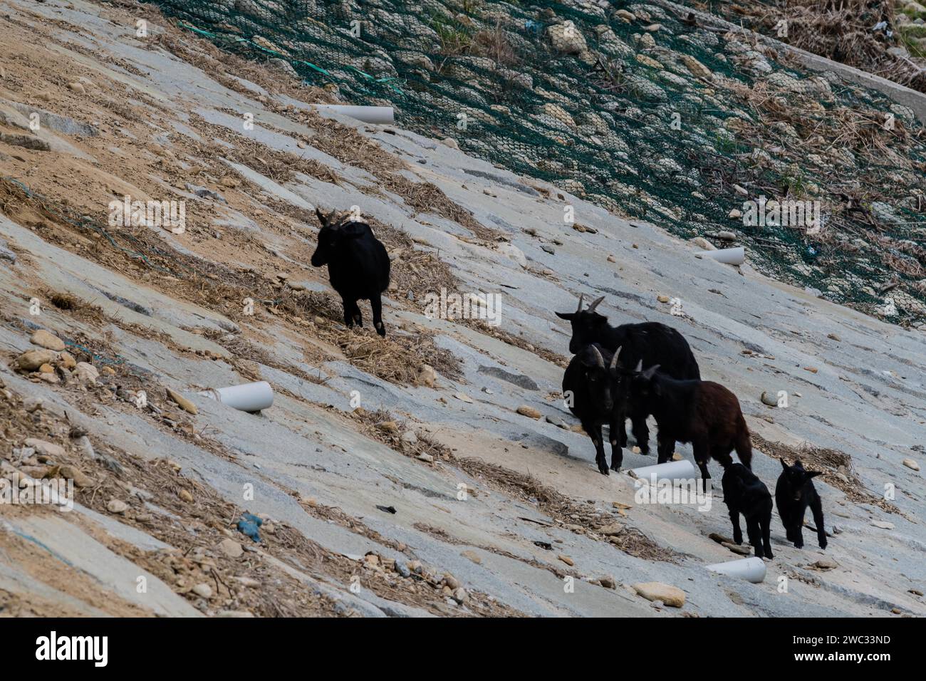 Piccola mandria di capre nere su una collina rocciosa Foto Stock
