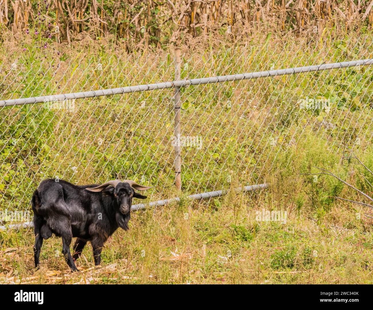Primo piano di una grande capra nera con lunghe corna davanti alla recinzione a catena Foto Stock