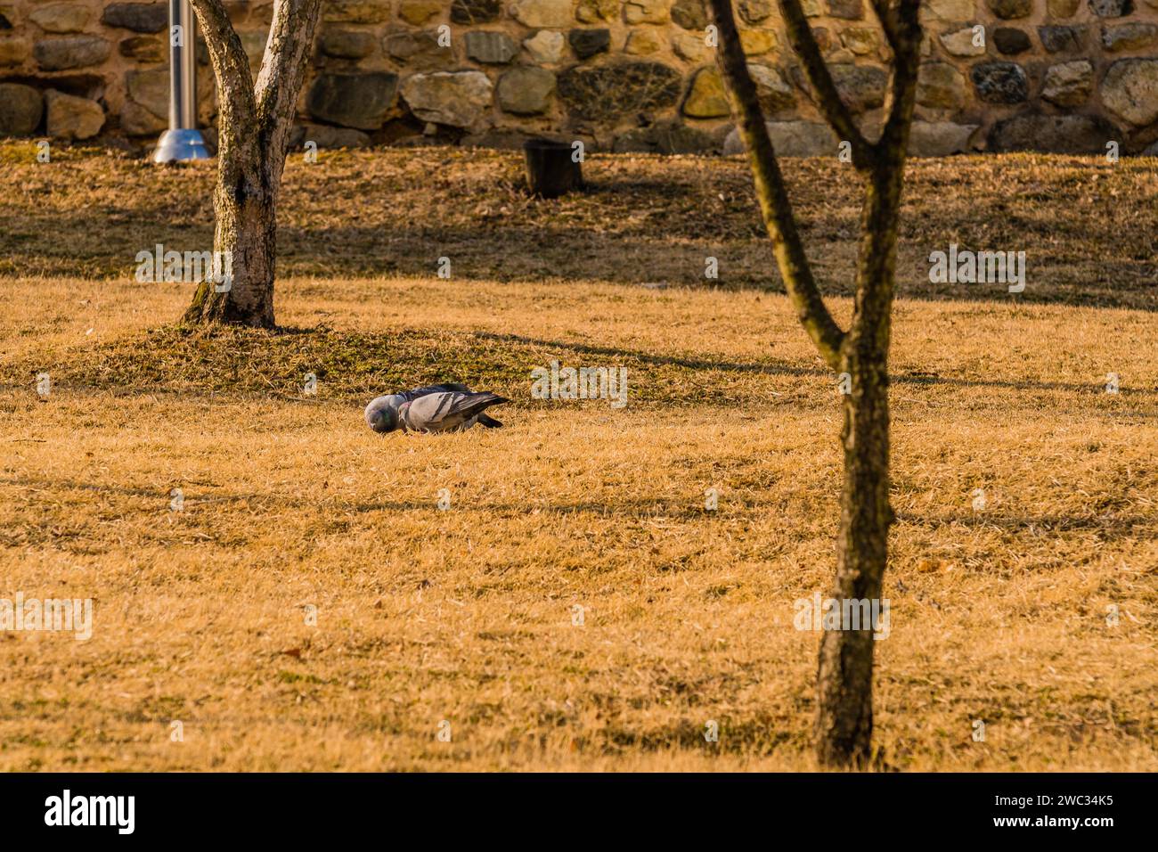 Stormo di piccioni a terra che si nutrono in un parco in una mattinata di sole Foto Stock