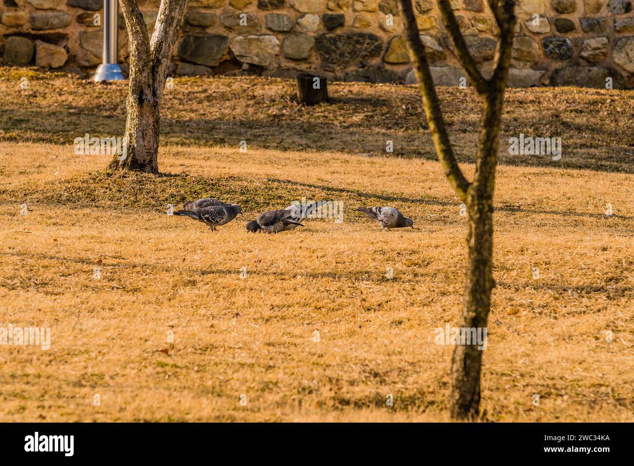 Stormo di piccioni a terra che si nutrono in un parco in una mattinata di sole Foto Stock