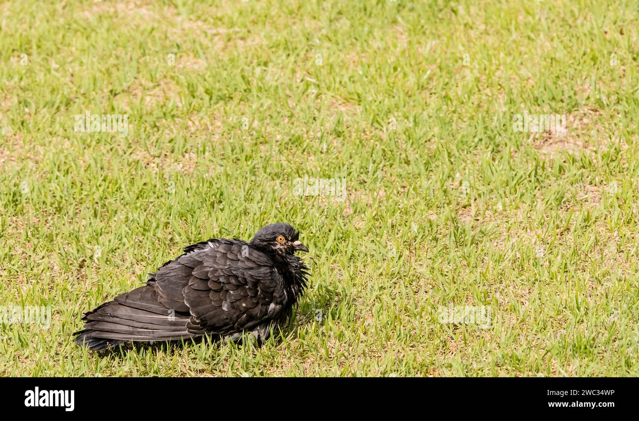 Primo piano del piccione nero che si aggira sul terreno in erba verde Foto Stock